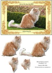 Beautiful Long-haired Cat