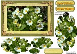 Primroses