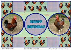 Lovely Red Cockerel