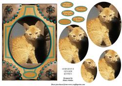 Gorgeous Ginger Kitten