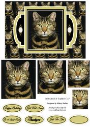 Gorgeous Tabby Cat