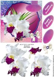 Beautiful Orchids
