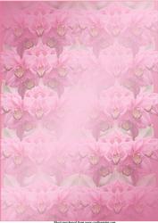 Pink Orchids Background