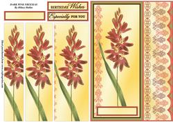 Dark Pink Freesias