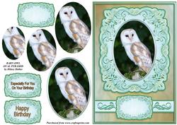 Barn Owl