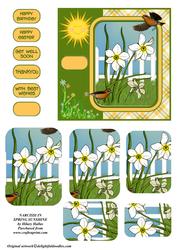 Narcissi in Spring Sunshine