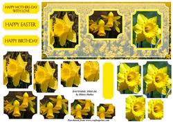 Daffodil Trio Dl