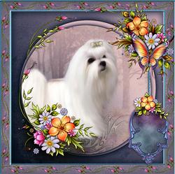 Maltese Beauty