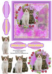 Sugar Sweet Kittens