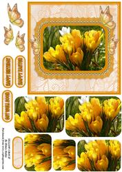 Yellow Crocii