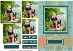 Cute Little Terrier