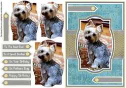 Yorkshire Terrier