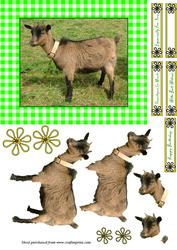 Smallholder Animals - the Pygmy Goat
