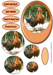 Smallholder Animals - Chickens