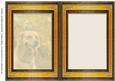 Golden Retriever Insert