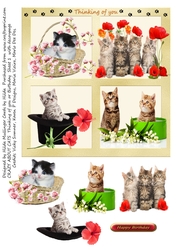 CRAZY ABOUT CATS
