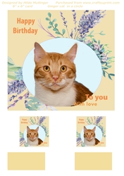 Ginger cat