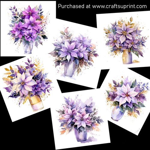 Beautiful lilac poinsettia 