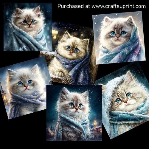 Cute kitten in winter 2 CARD FRONTS
