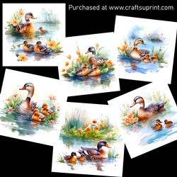 Lovely ducks