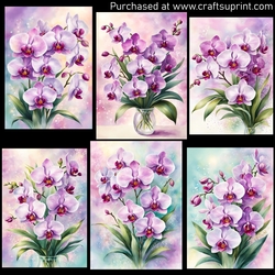 Orchids 5x7 2