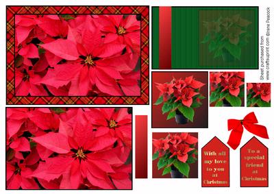 Tartan Poinsettia