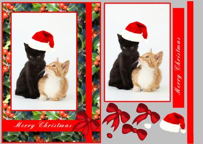 Lucky Black Cat