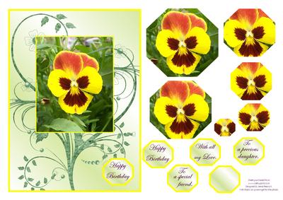 Sunny Yellow Pansy.