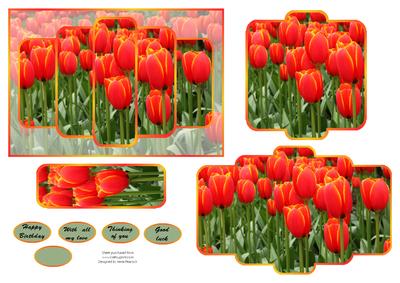 A Field of Tulips