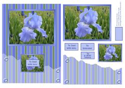 Blue Iris