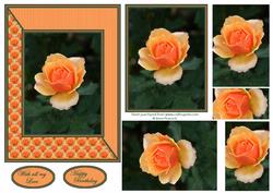 Only a Rose