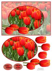 Tulips from Amsterdam