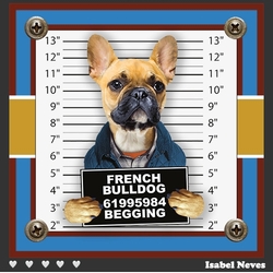 Guilty French Bulldog