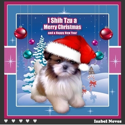  I Shih Tzu A Merry Christmas