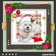 Dog Days Of Christmas 4