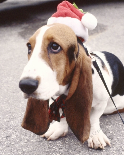 Basset Hound Xmas