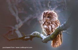 owl on a branch