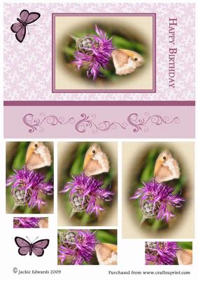 Butterfly on Mauve Flower