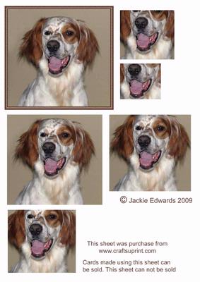 Brown & White Dog