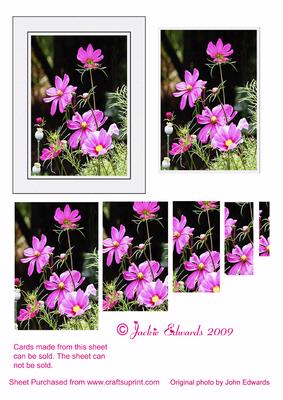 Flowers in the Sun