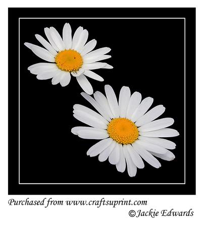 Daisies on Black with Border