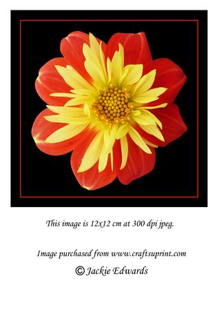 Orange and Yellow Flower on Black