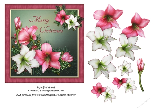 Pink & White Christmas Amaryllis