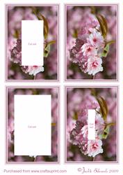Cherry Blossom