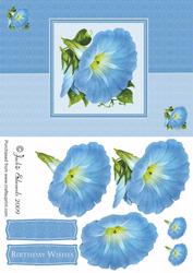 Morning Glory