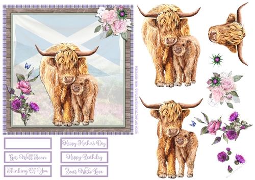 HIGHLAND COWS WITH SALTIRE 6X6