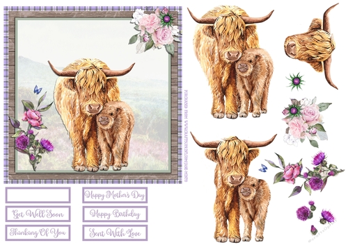 HIGHLAND COWS THISTLES 6X6