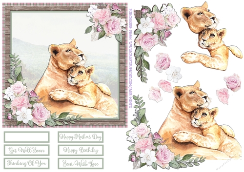 LIONS 6X6