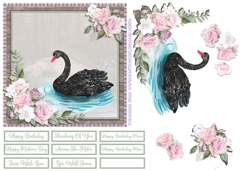 BLACK SWAN 6X6