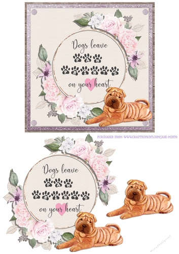 SHAR PEI 6X6